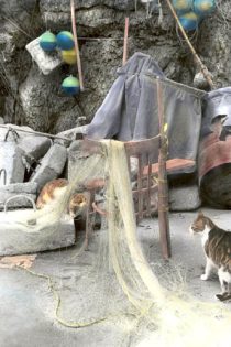 Cats In Fishing Line